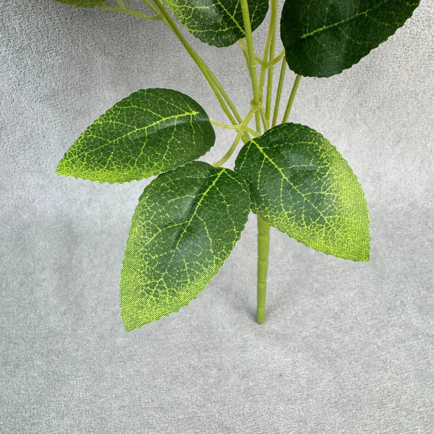 White Silk Star Moon Rose Bush - 7 Heads RosesHQ.com