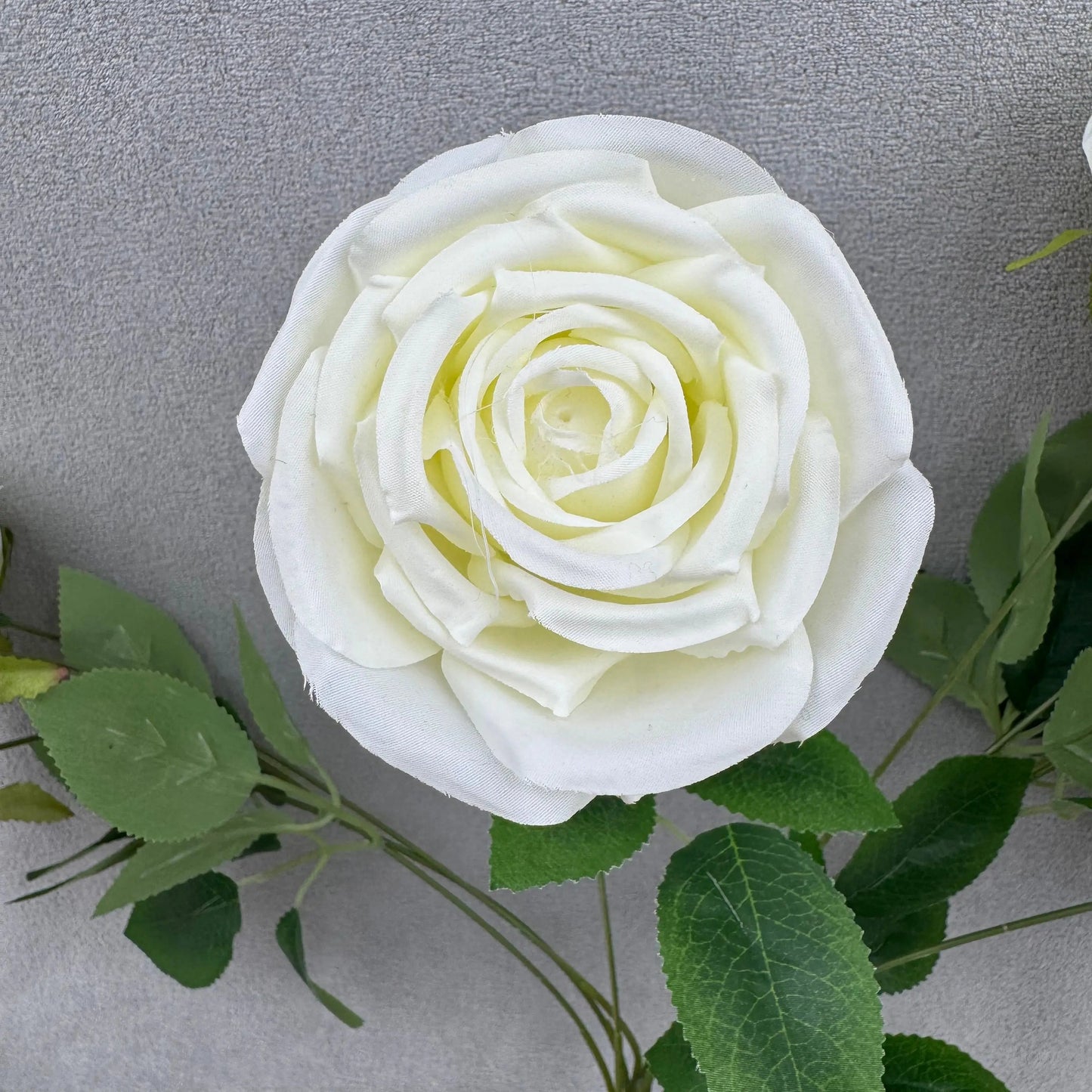 Ivory Silk Dream Empress Rose Bush - 9 Heads RosesHQ.com