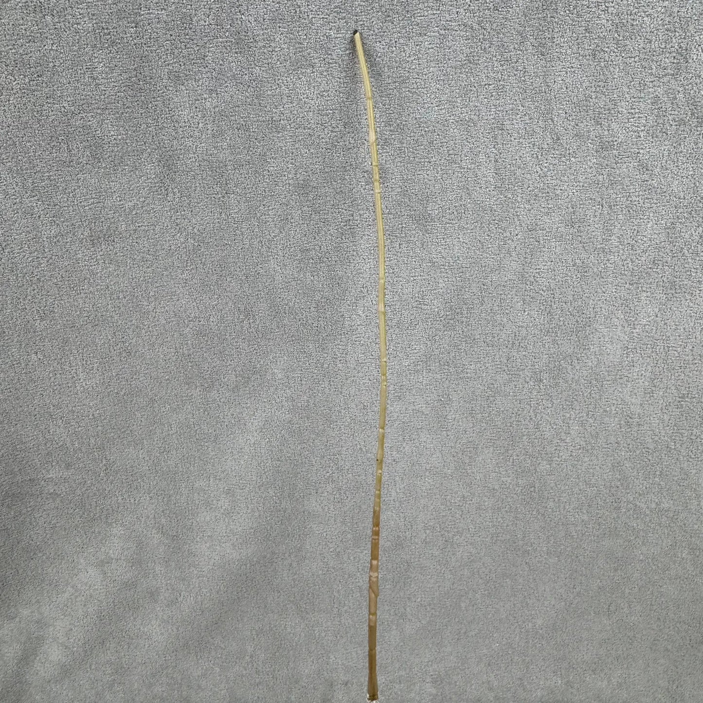 Ivory Silk Amaranthus Stem RosesHQ.com