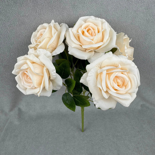 Champagne Silk Star Moon Rose Bush - 7 Heads RosesHQ.com