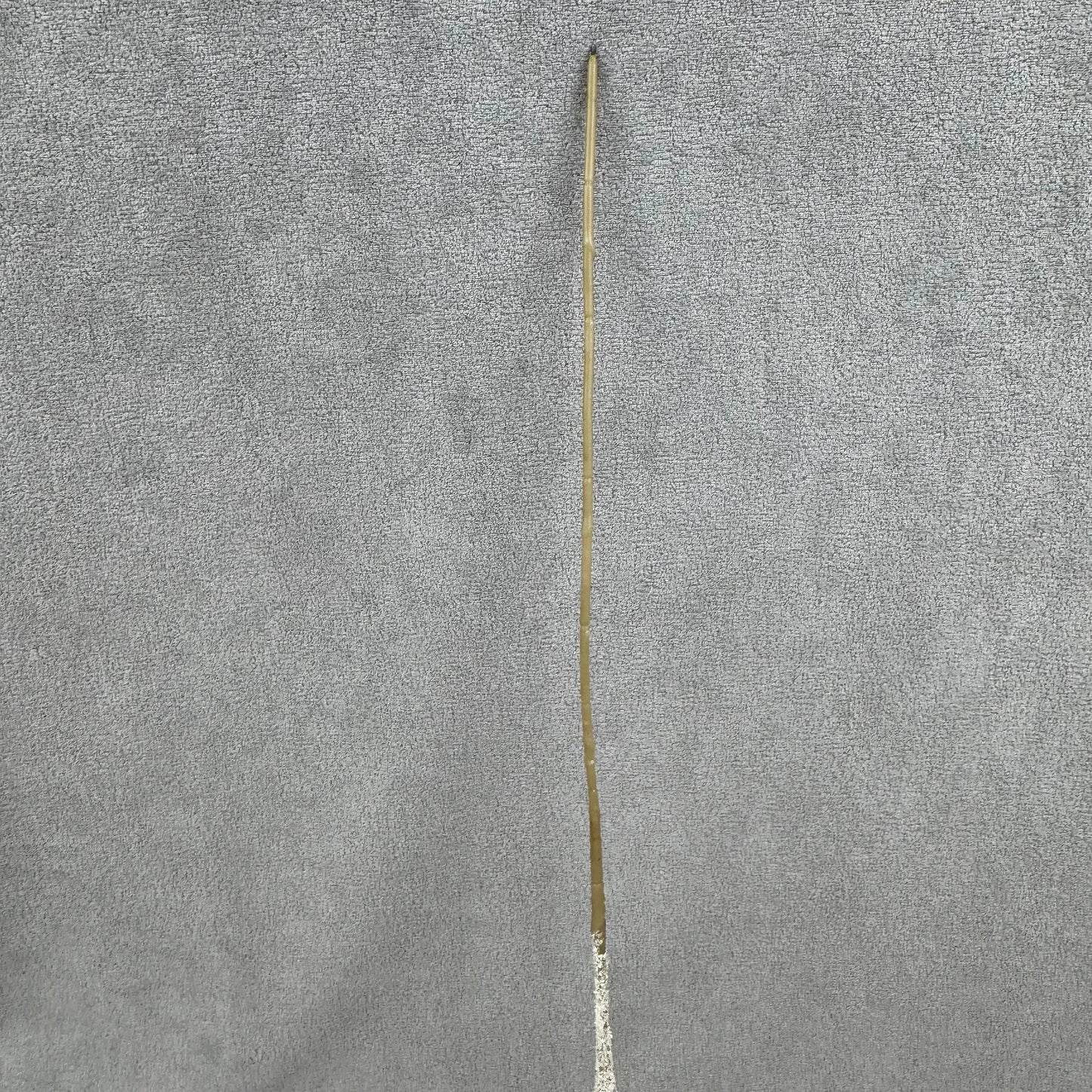 Champagne Silk Amaranthus Stem RosesHQ.com