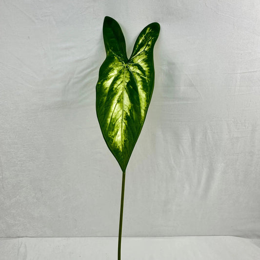 Green Silk Taro Heart Leaf RosesHQ.com