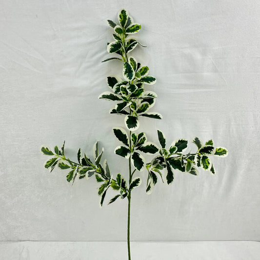 Green Silk Fortune Polyscias Branch RosesHQ.com