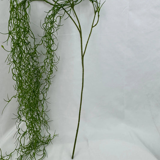 Green Seaweed RosesHQ.com