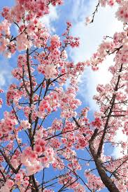 Cherry Blossoms