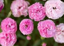 Carnations