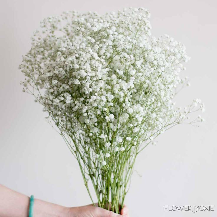 Babys Breath