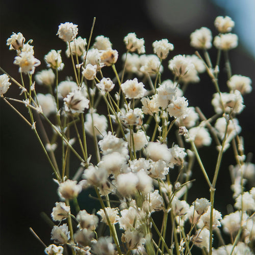 Baby's Breath