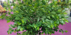 Artificial Green Hanging Greenery Garland