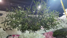 Decorative Artificial Green Hanging Greenery Vine
