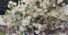 Artificial White Blossom Hanging Garland