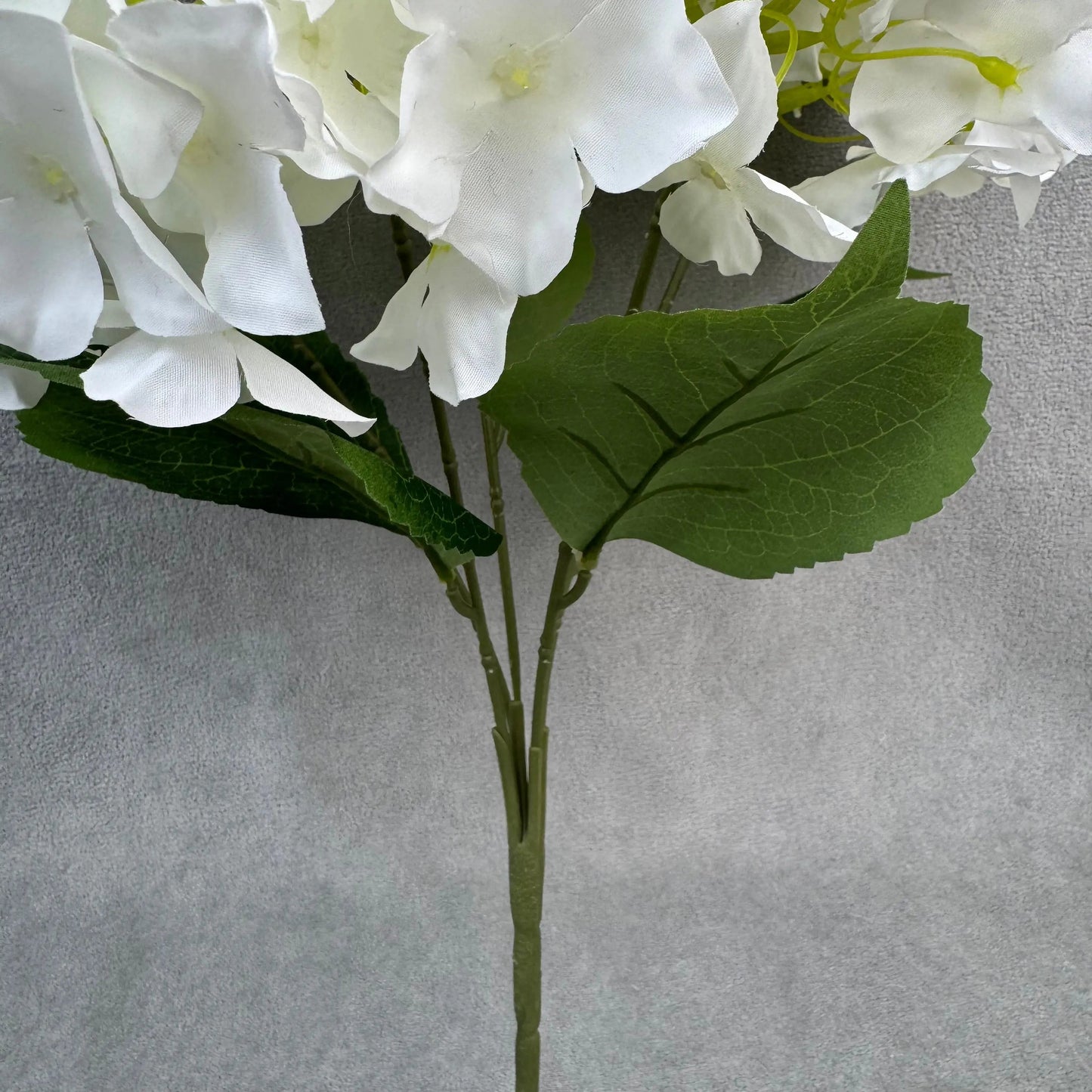 White Silk Bulgarian Hydrangea Bush - 5 Heads RosesHQ.com