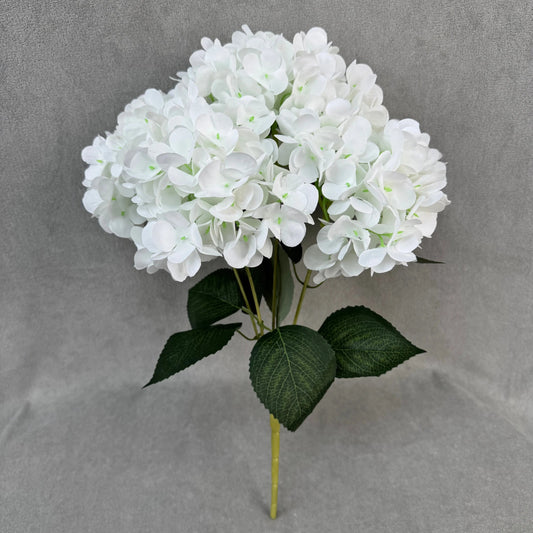 White Silk French Hydrangea Bush - 5 Heads RosesHQ.com
