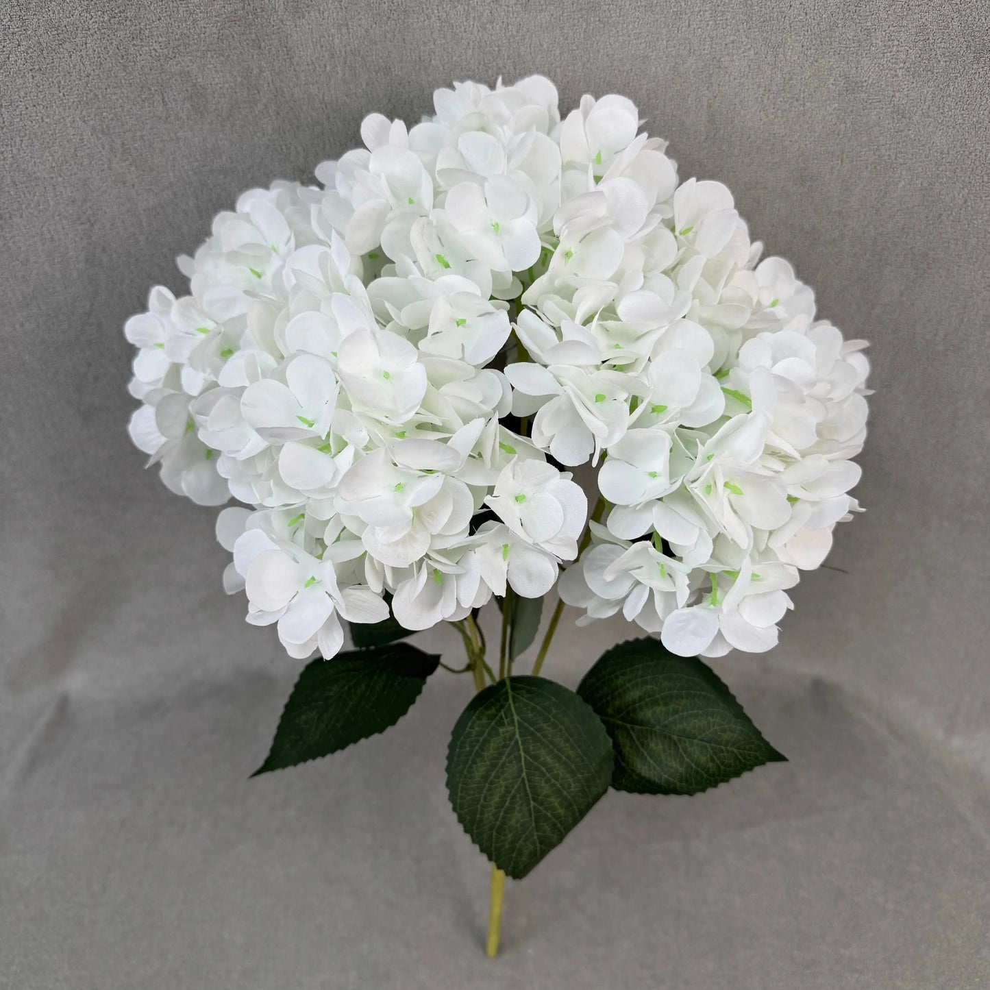 White Silk French Hydrangea Bush - 5 Heads RosesHQ.com
