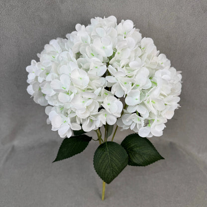 White Silk French Hydrangea Bush - 5 Heads RosesHQ.com