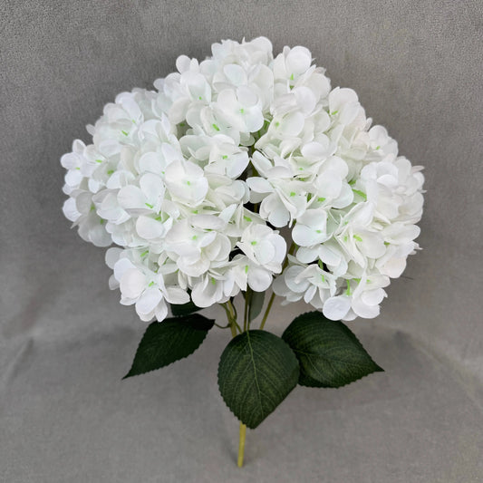 White Silk French Hydrangea Bush - 5 Heads RosesHQ.com