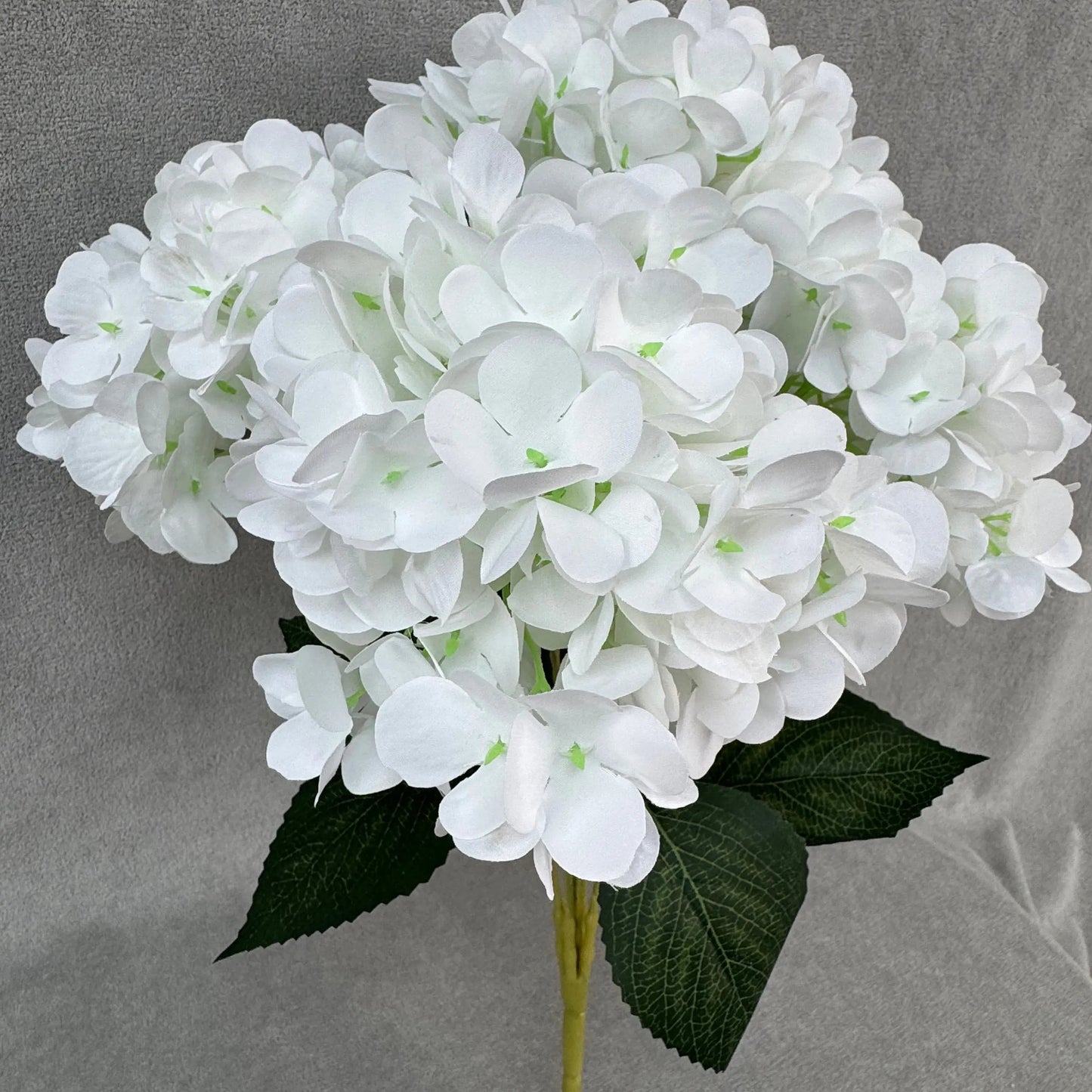 White Silk French Hydrangea Bush - 5 Heads RosesHQ.com