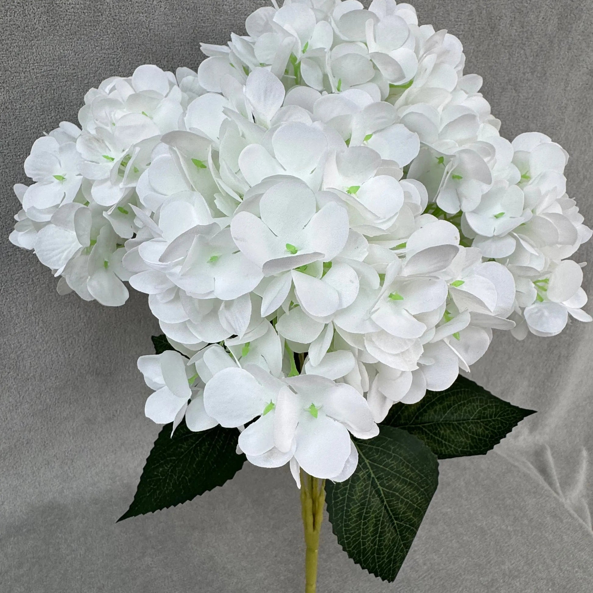 White Silk French Hydrangea Bush - 5 Heads RosesHQ.com