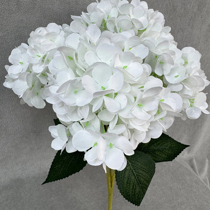 White Silk French Hydrangea Bush - 5 Heads RosesHQ.com