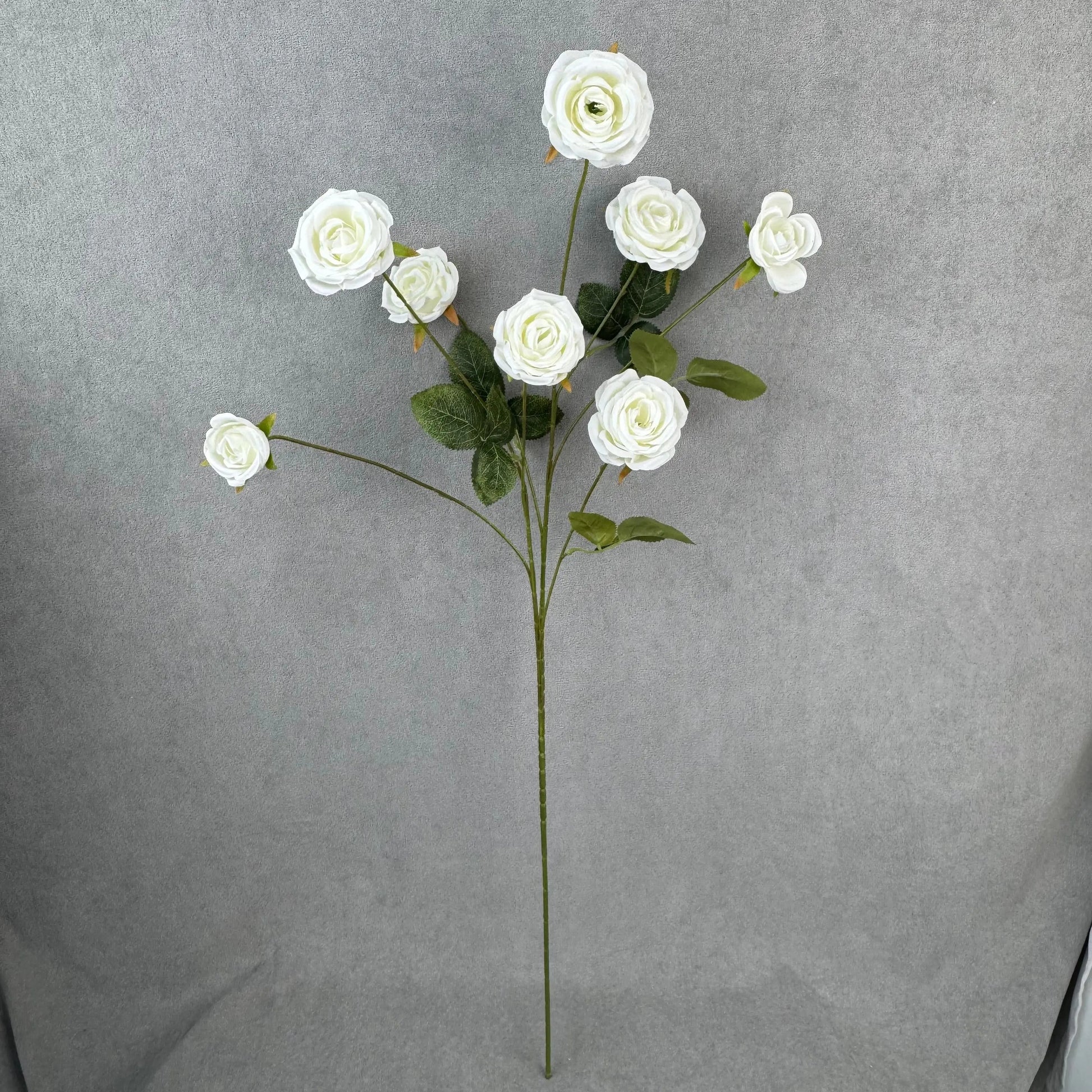 White Silk Empress Rose Bush - 8 Heads RosesHQ.com