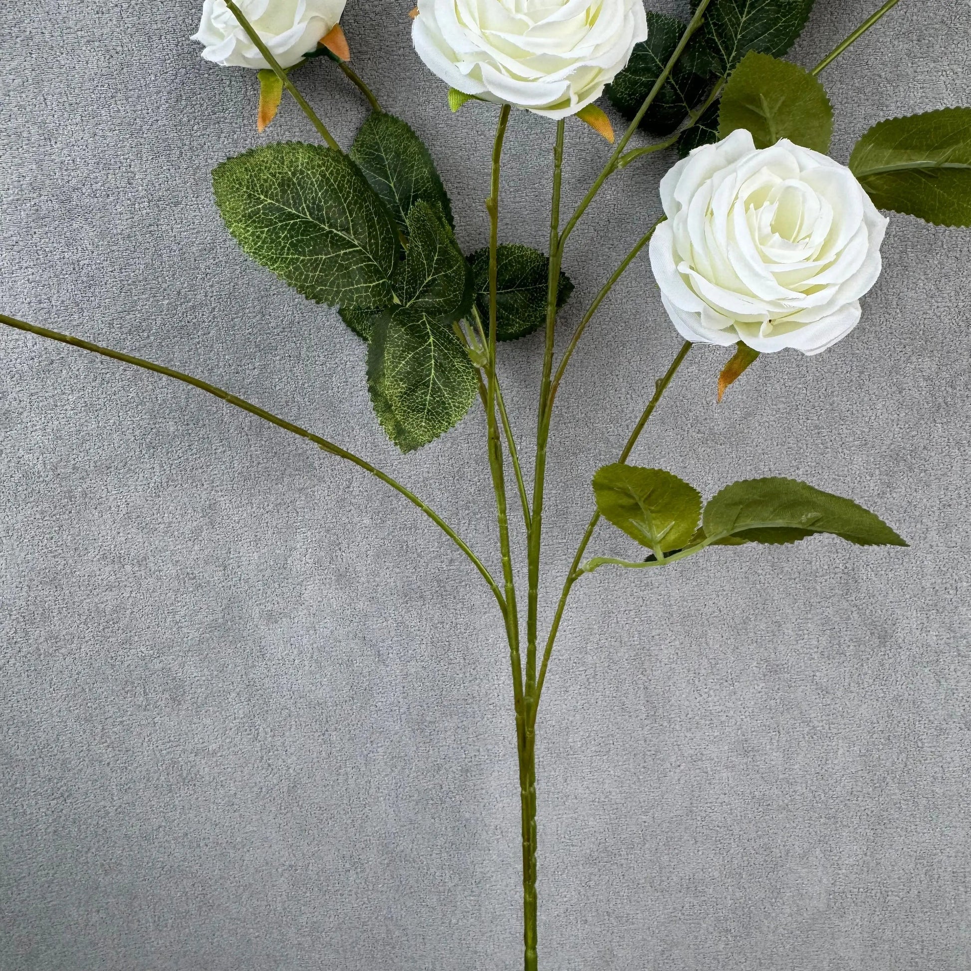 White Silk Empress Rose Bush - 8 Heads RosesHQ.com