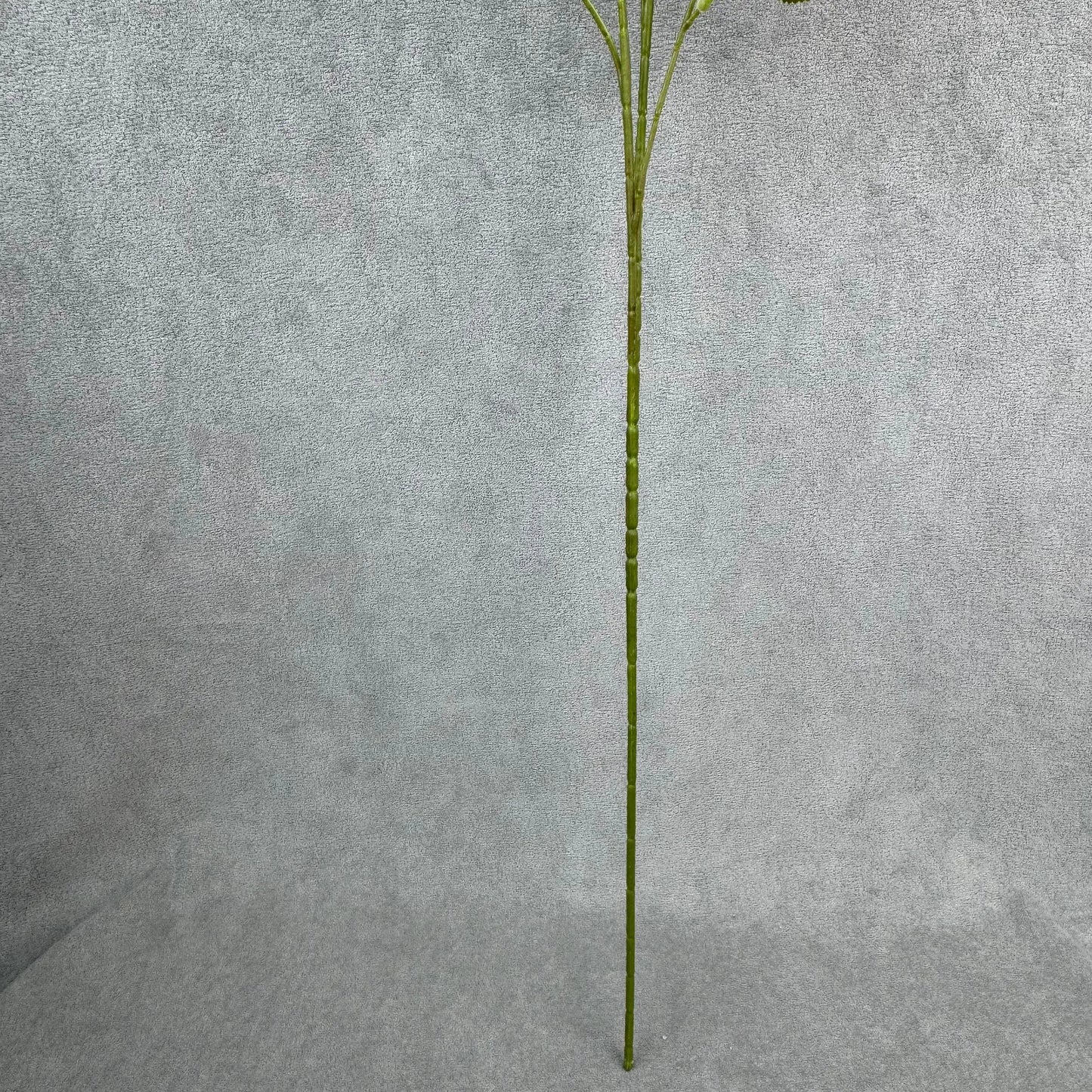 White Silk Empress Rose Bush - 8 Heads RosesHQ.com