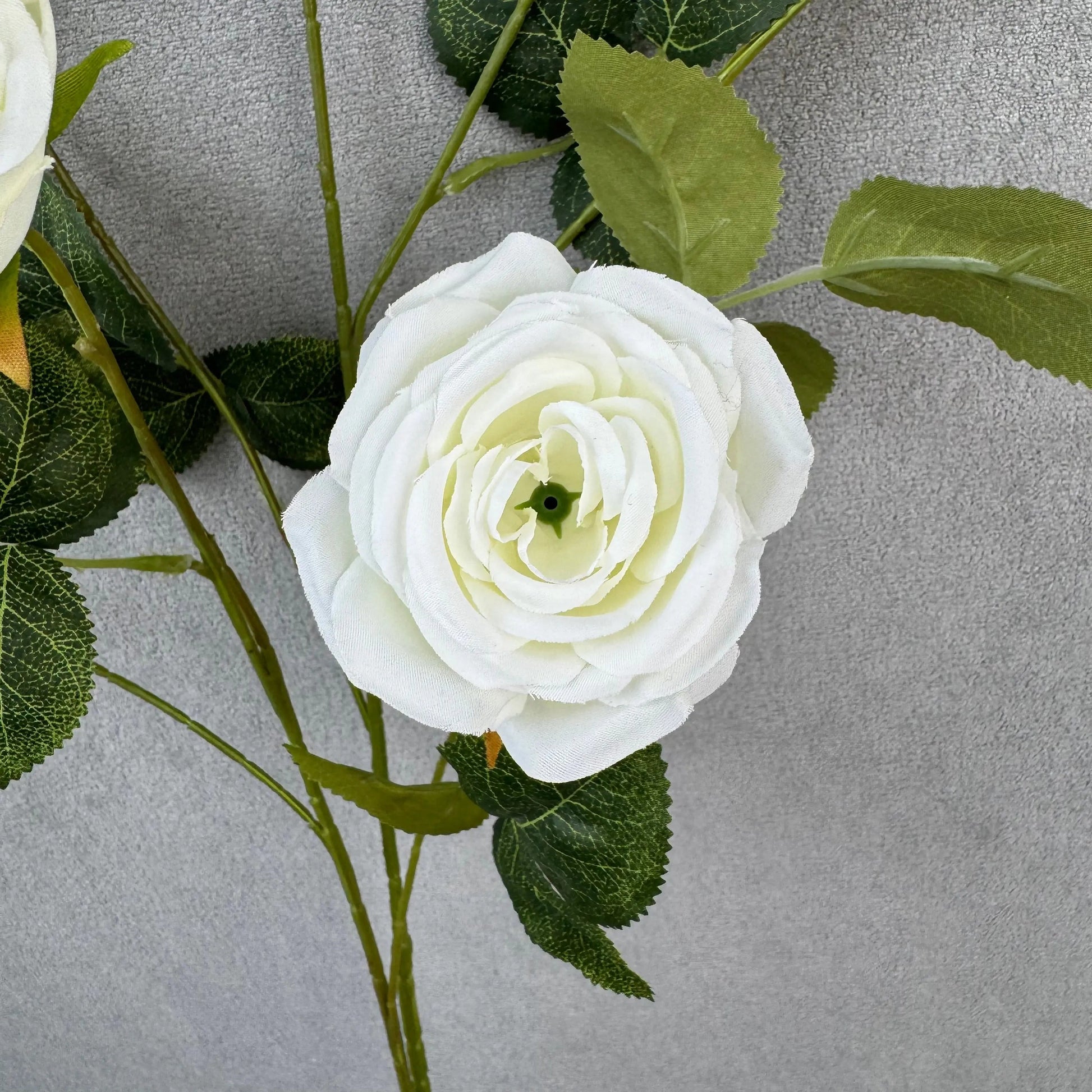 White Silk Empress Rose Bush - 8 Heads RosesHQ.com
