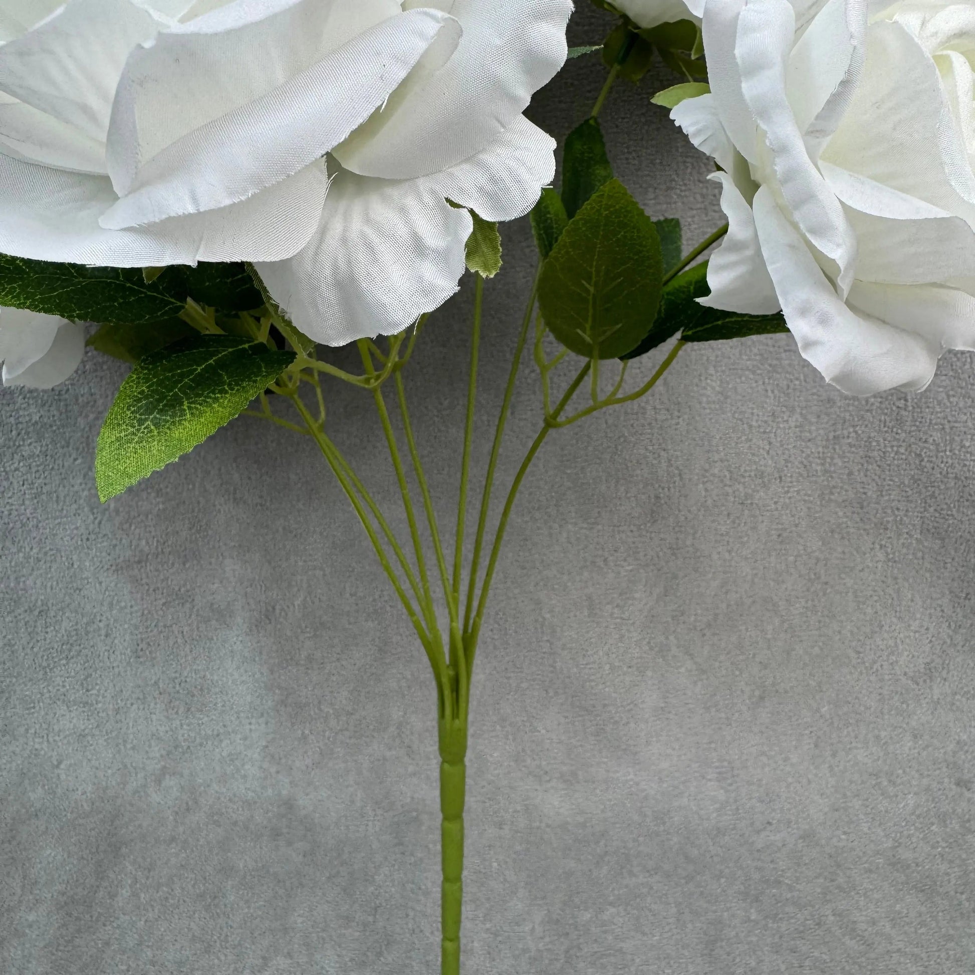 White Silk Star Moon Rose Bush - 7 Heads RosesHQ.com