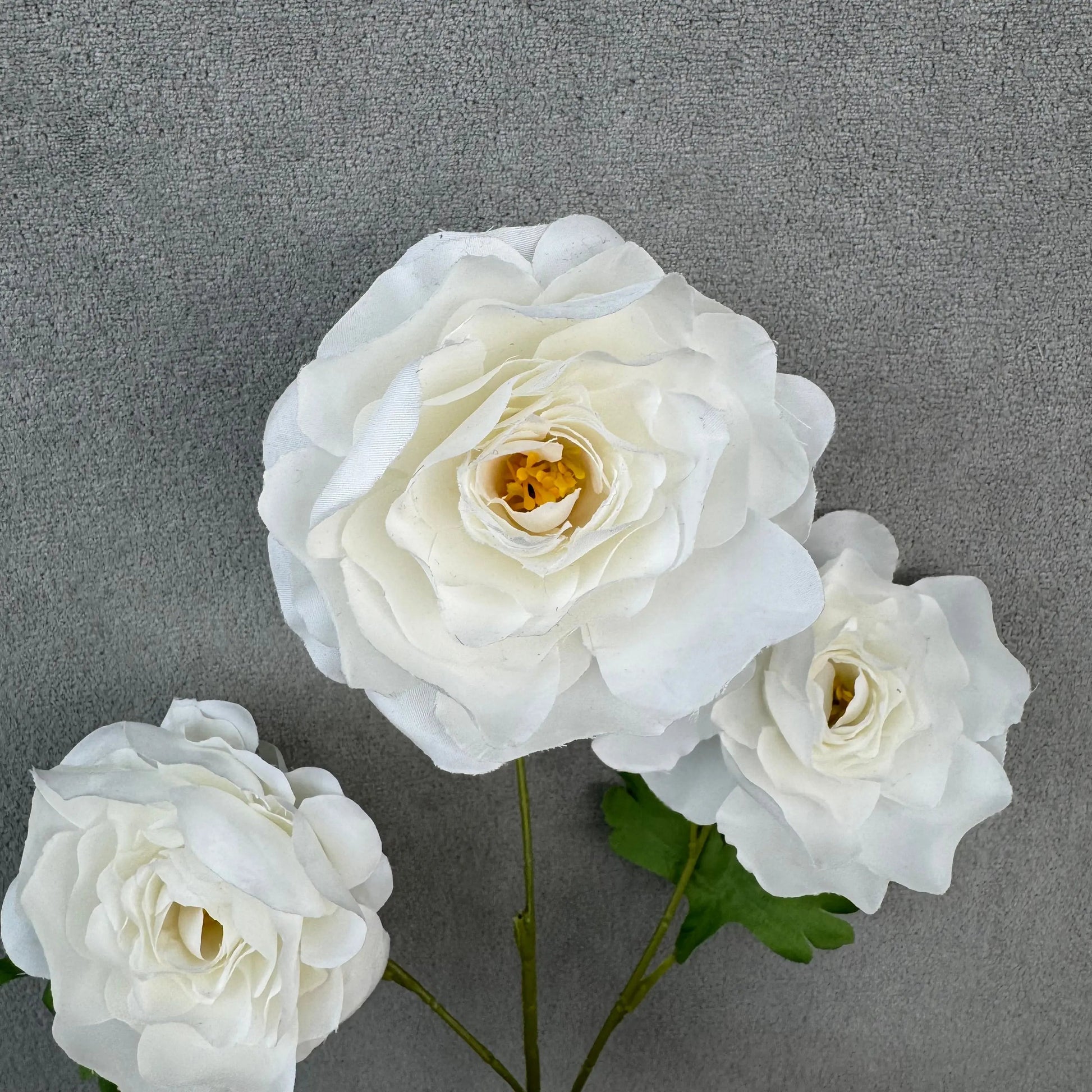 White Silk Princess Peony Bush - 5 Heads RosesHQ.com