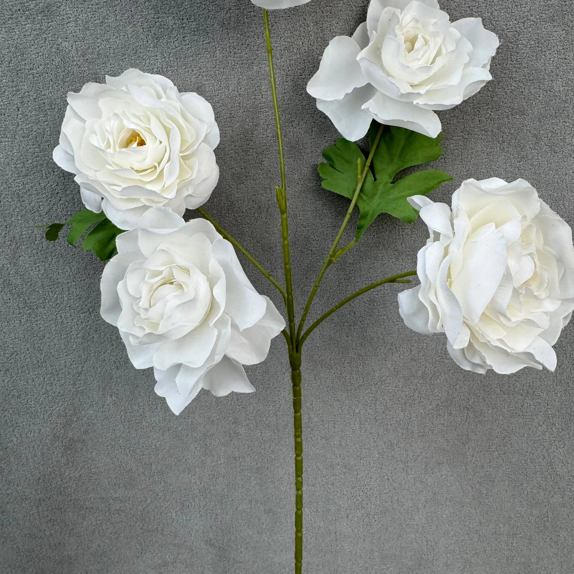 White Silk Princess Peony Bush - 5 Heads RosesHQ.com