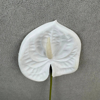 White Real Touch Anthurium Stem RosesHQ.com