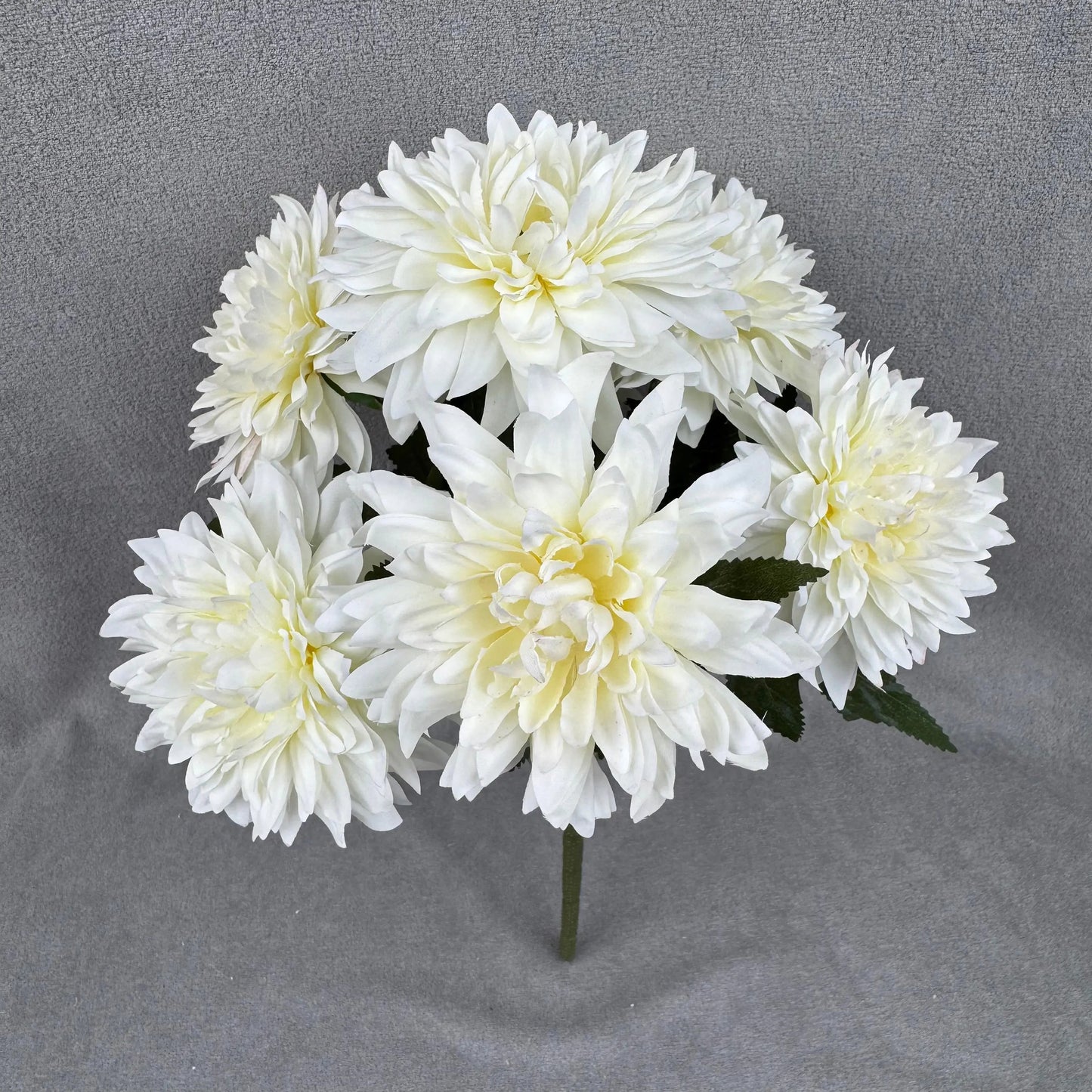 Ivory Silk Dahlia Bush - 7 Heads RosesHQ.com