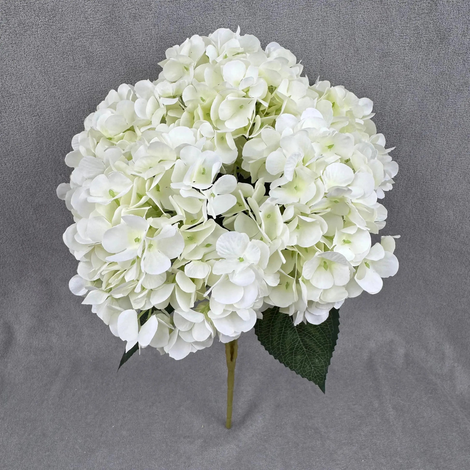 Ivory Silk French Hydrangea Bush - 5 Heads RosesHQ.com