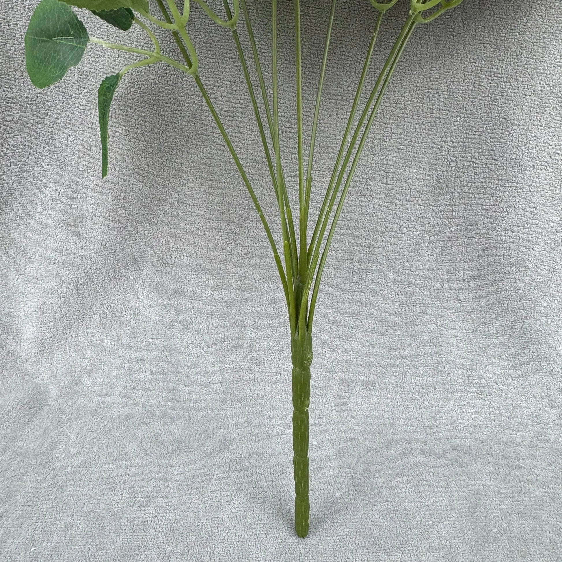Ivory Silk Dream Empress Rose Bush - 9 Heads RosesHQ.com