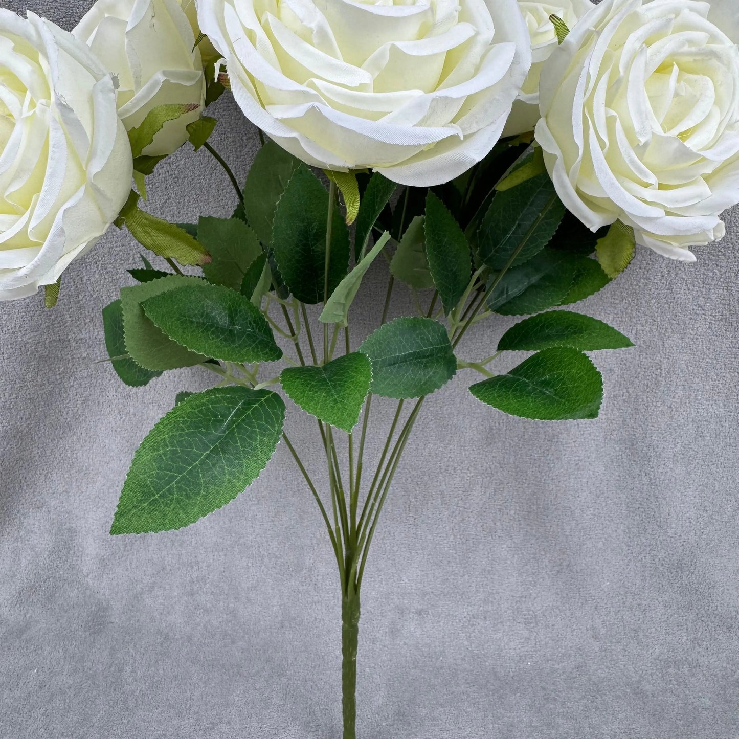 Ivory Silk Dream Empress Rose Bush - 9 Heads RosesHQ.com