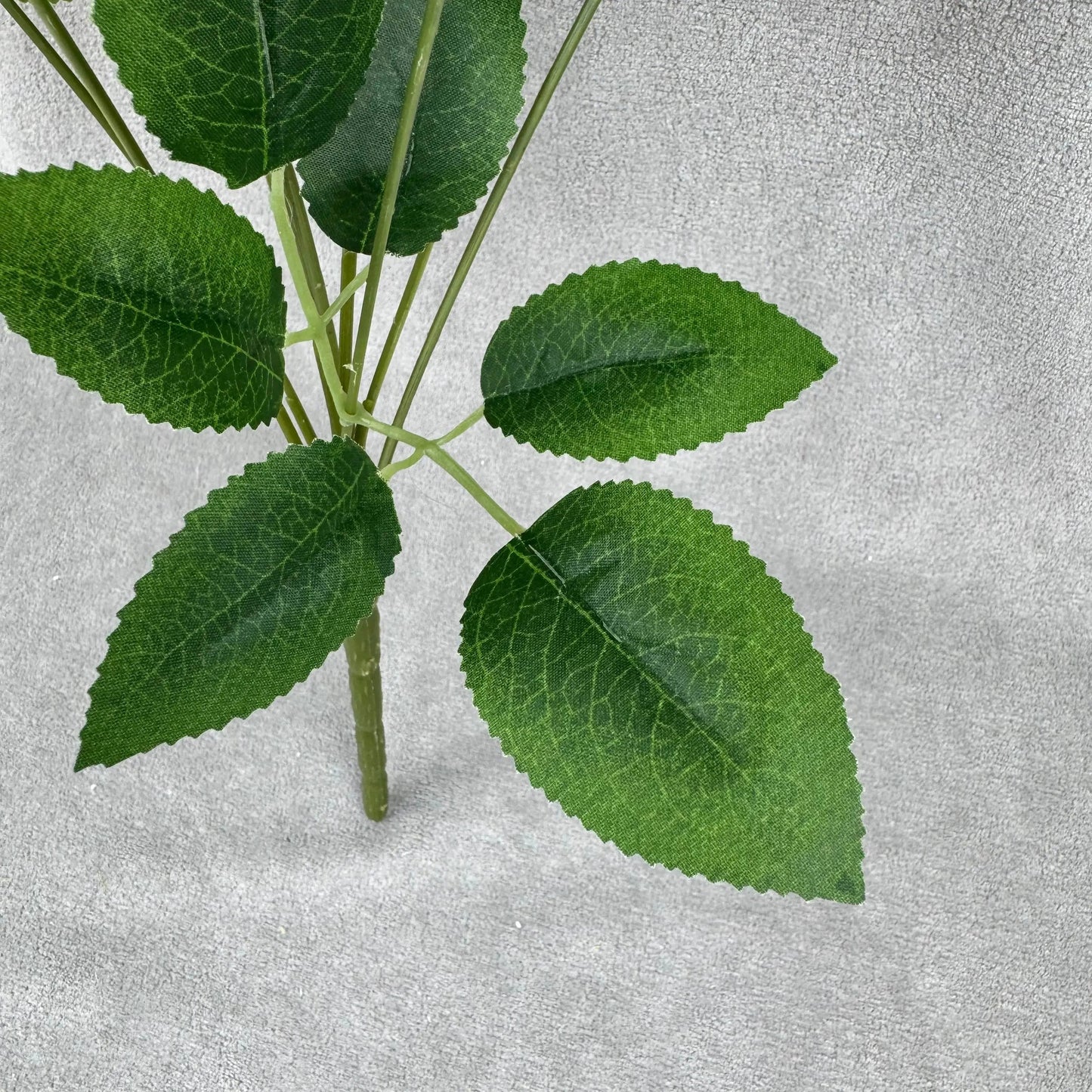 Ivory Silk Dream Empress Rose Bush - 9 Heads RosesHQ.com