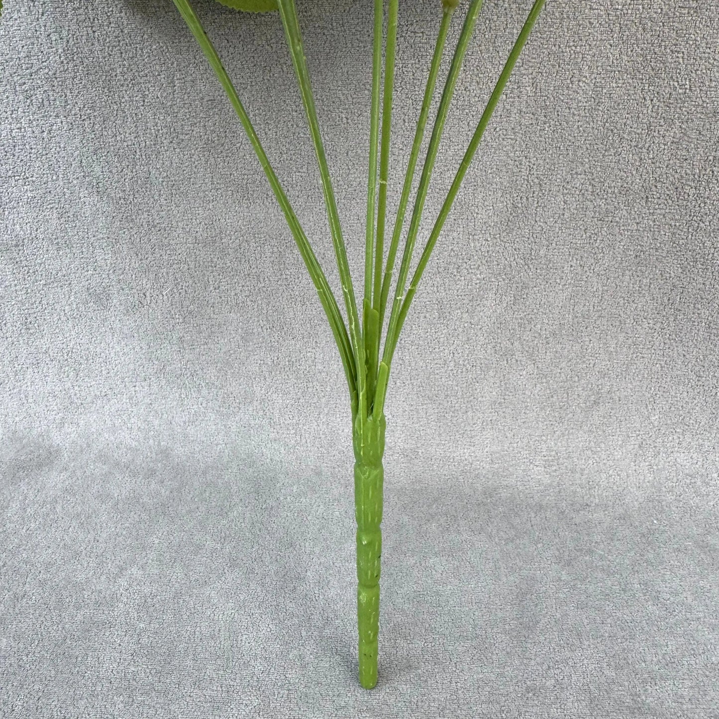 Ivory Silk Fruit Rose Bush - 9 Heads RosesHQ.com