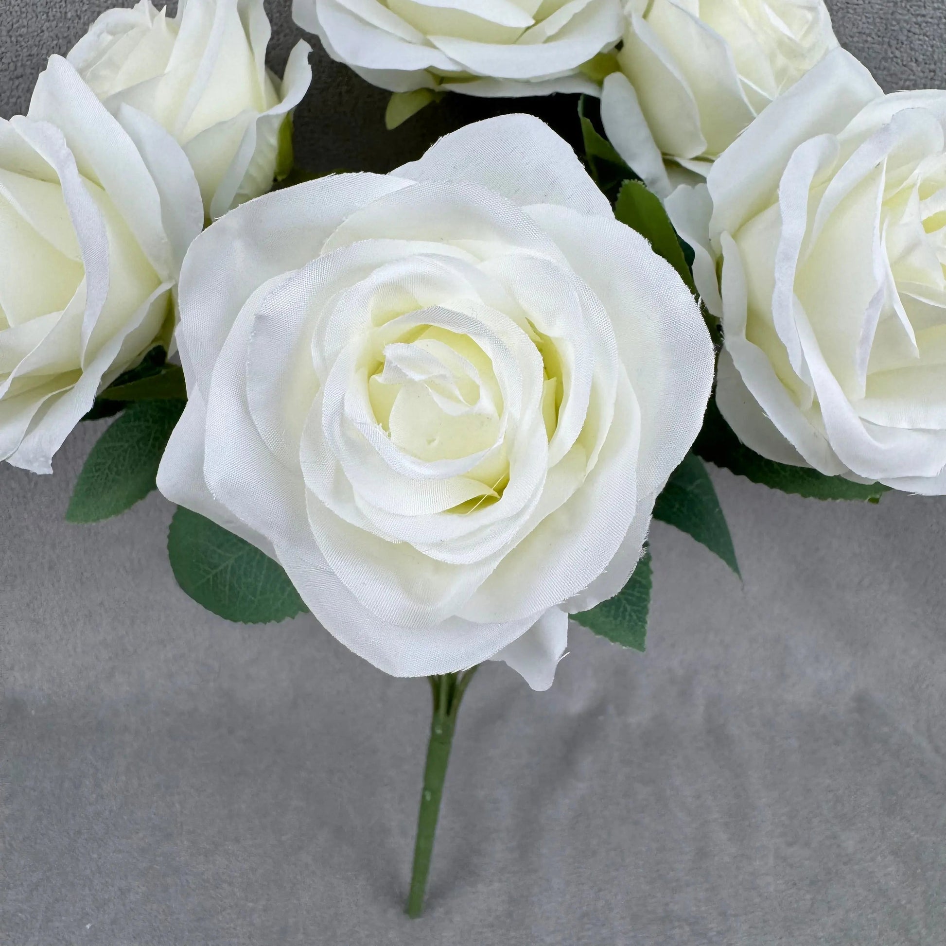 Ivory Silk Happiness Rose Bush - 7 Heads RosesHQ.com