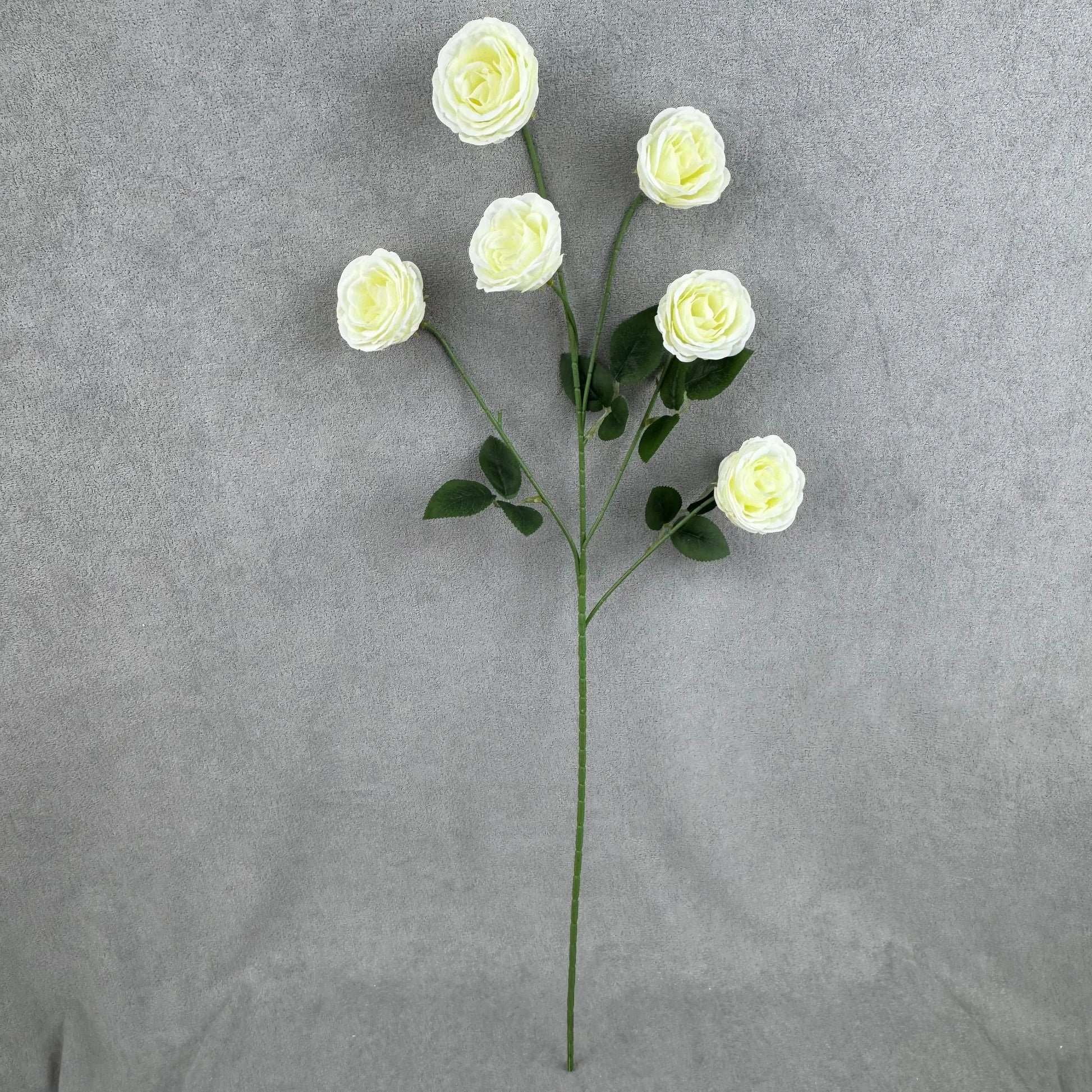Ivory Silk Empress Rose Bush - 6 Heads RosesHQ.com