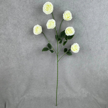 Ivory Silk Empress Rose Bush - 6 Heads RosesHQ.com