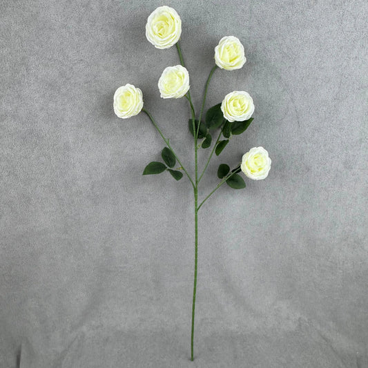 Ivory Silk Empress Rose Bush - 6 Heads RosesHQ.com