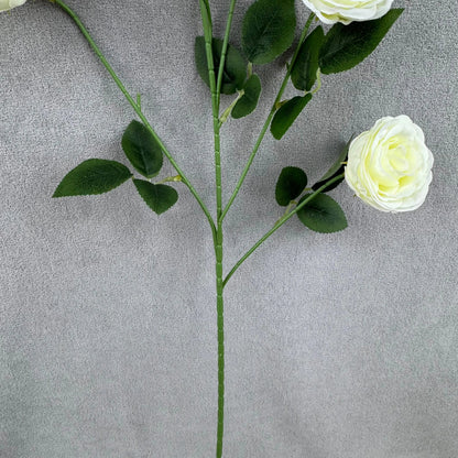 Ivory Silk Empress Rose Bush - 6 Heads RosesHQ.com