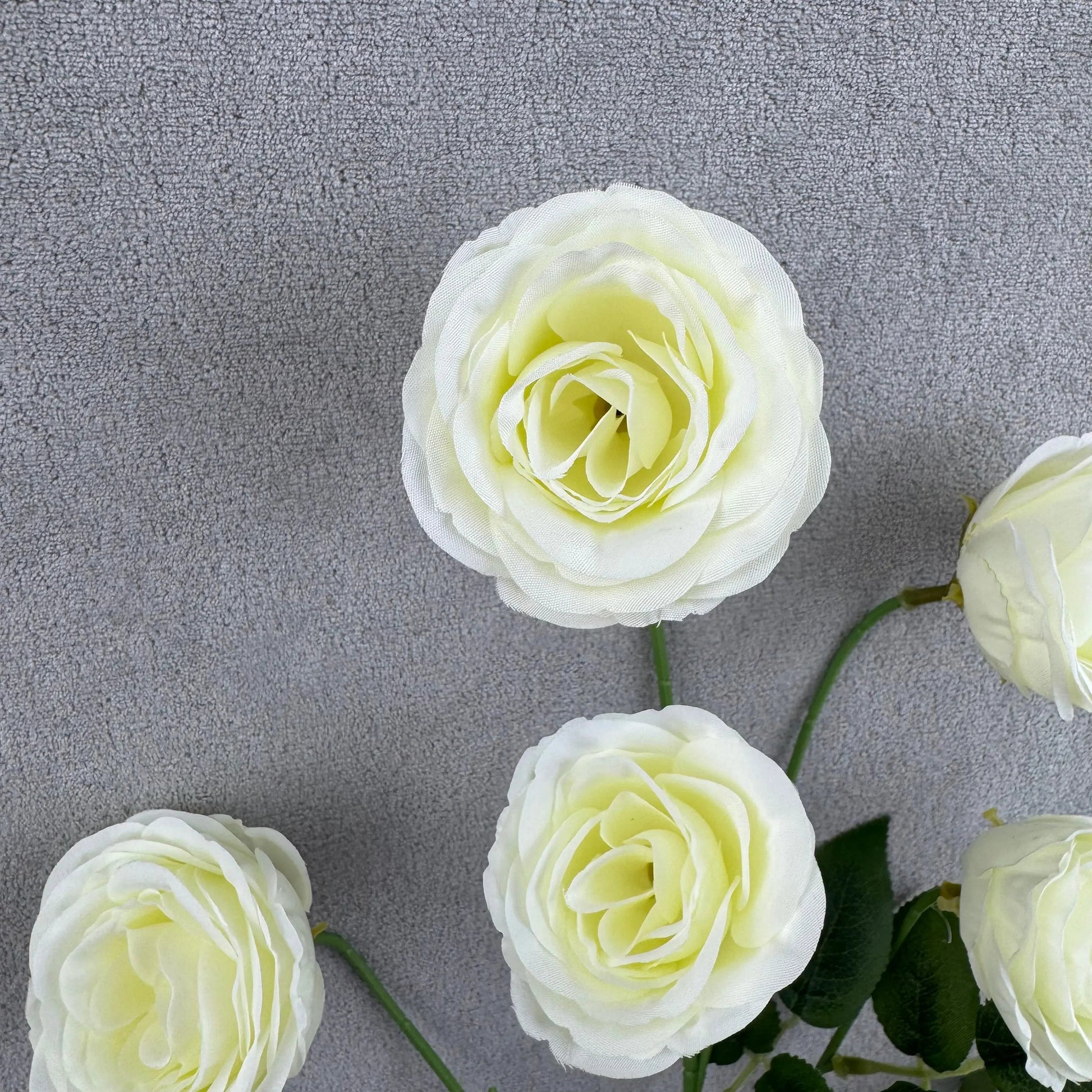 Ivory Silk Empress Rose Bush - 6 Heads RosesHQ.com