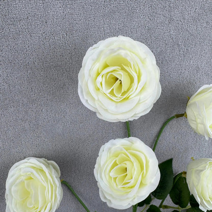 Ivory Silk Empress Rose Bush - 6 Heads RosesHQ.com