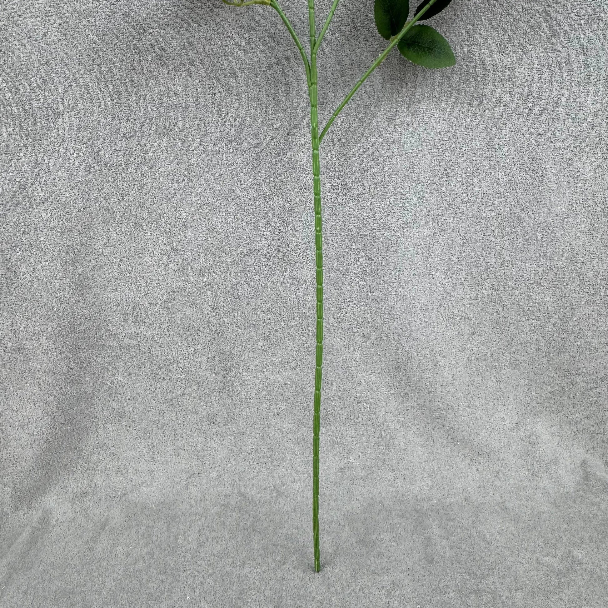 Ivory Silk Empress Rose Bush - 6 Heads RosesHQ.com
