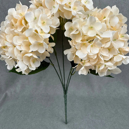 Champagne Silk French Hydrangea Bush - 5 Heads RosesHQ.com