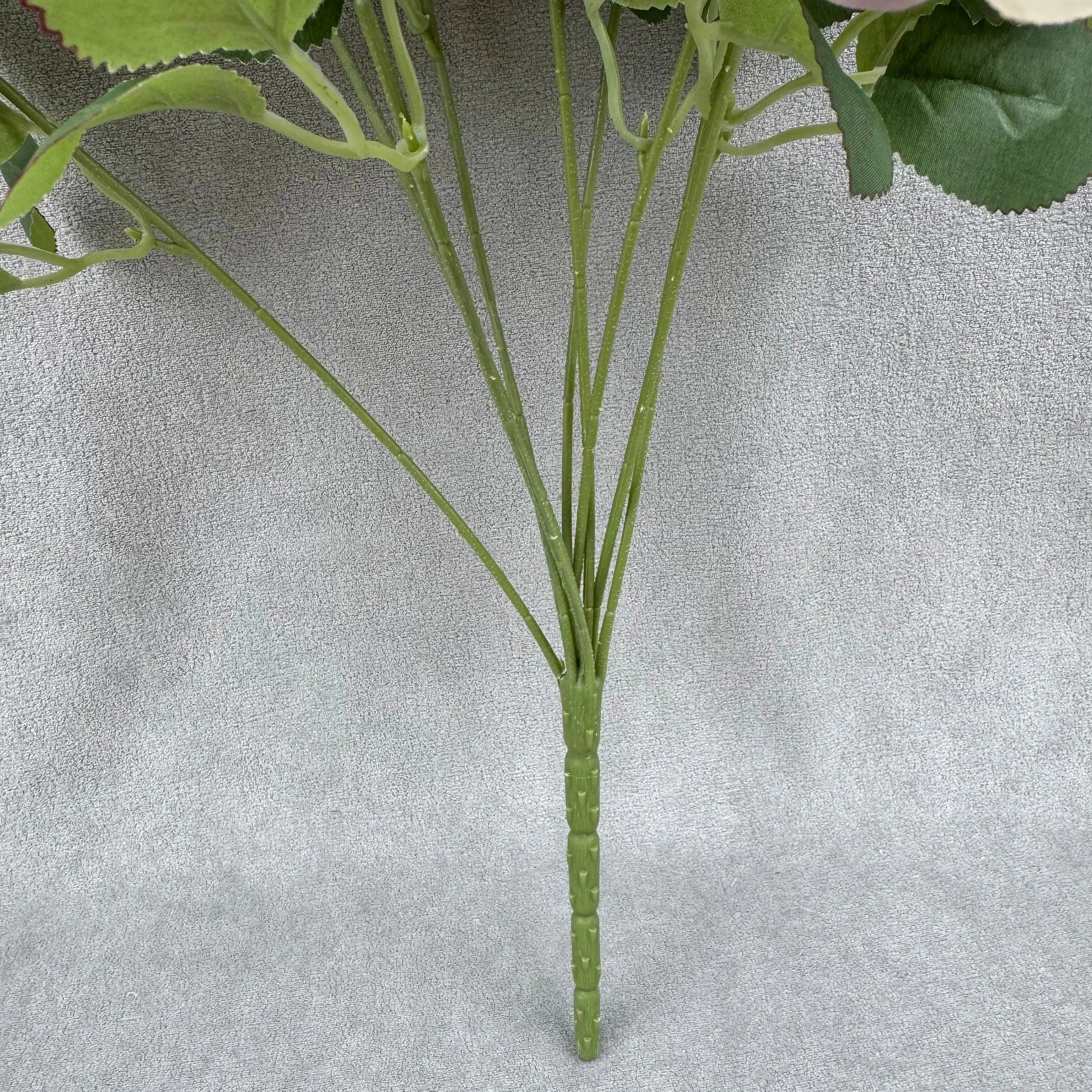 Champagne Silk Holland Rose Bush - 9 Heads RosesHQ.com