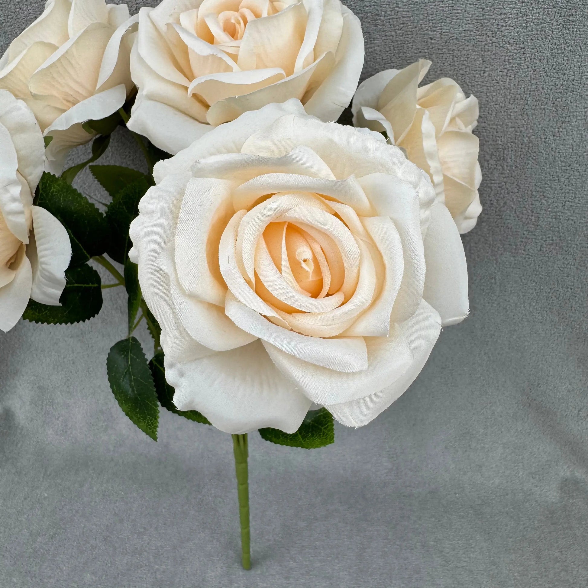 Champagne Silk Star Moon Rose Bush - 7 Heads RosesHQ.com