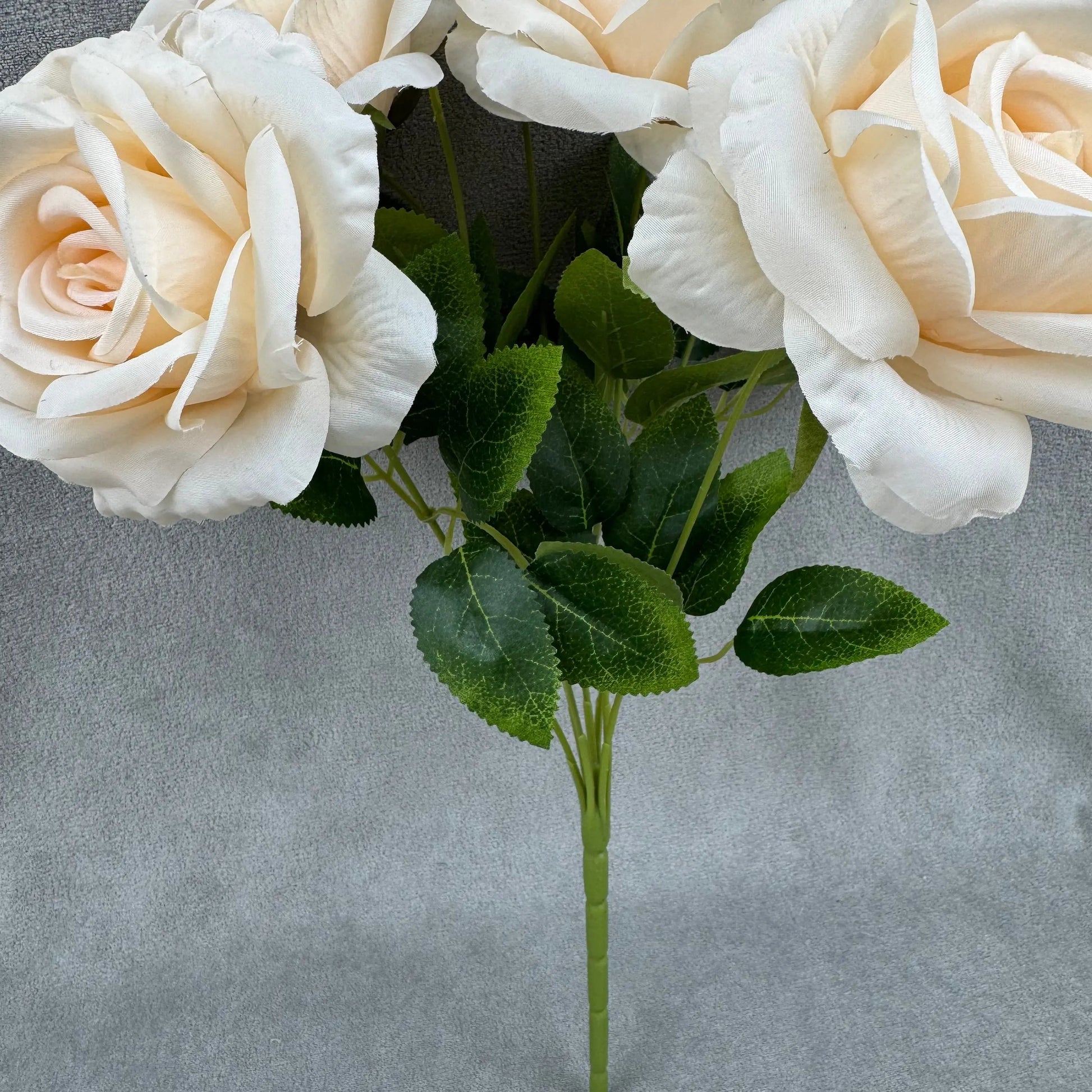 Champagne Silk Star Moon Rose Bush - 7 Heads RosesHQ.com