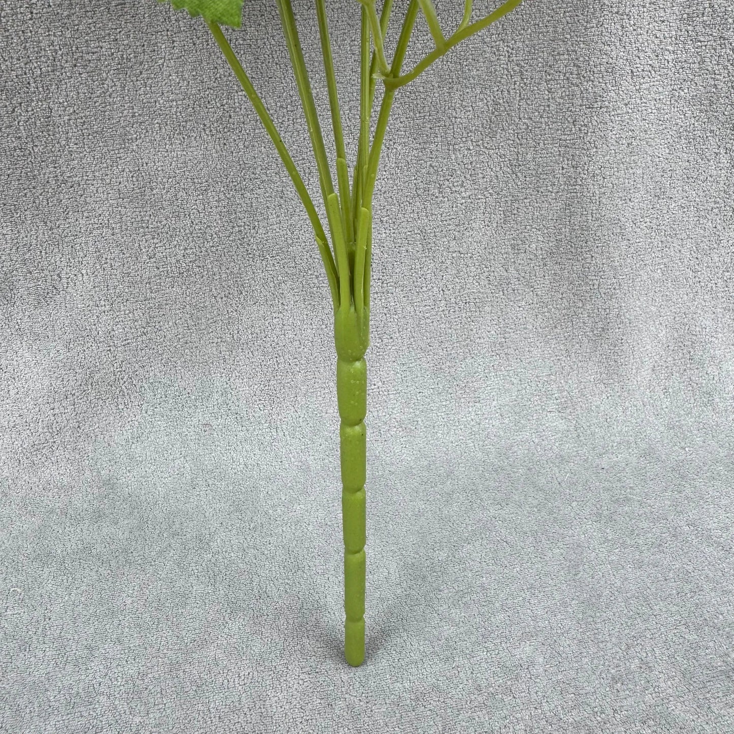 Champagne Silk Star Moon Rose Bush - 7 Heads RosesHQ.com